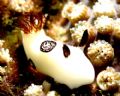   Jorunna fenubris. Shot taken Dayang Island Canon A620 Inon D2000 strobe. fenubris strobe  